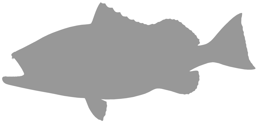 1024x492 Red Grouper Blank, 29 Inches