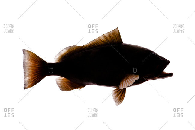 650x435 Black Grouper Stock Photos