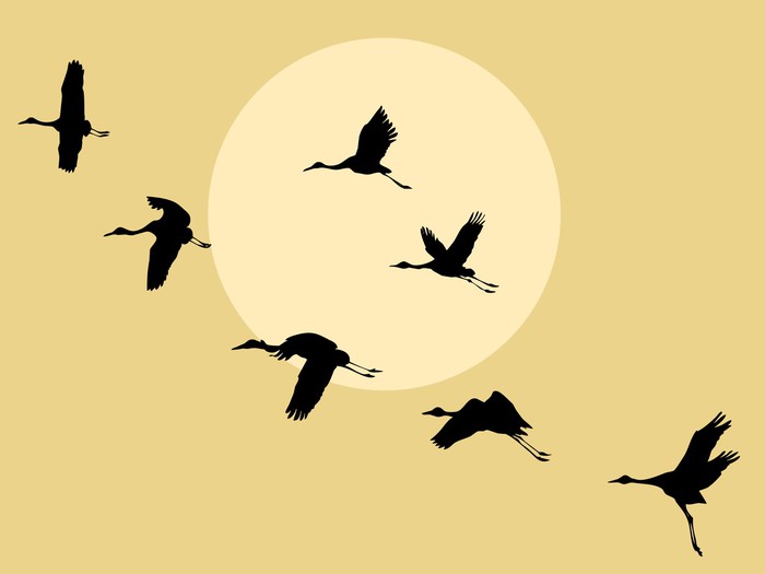 700x525 Carta Da Parati Gru Silhouette Su Sfondo Solare Pixers