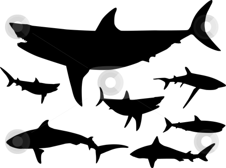 450x334 Hammerhead Clipart Shark Fin