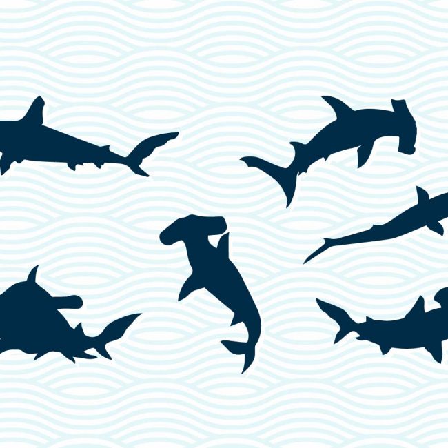 650x650 Free Vector Hammerhead Sharks Vector Silhouettes