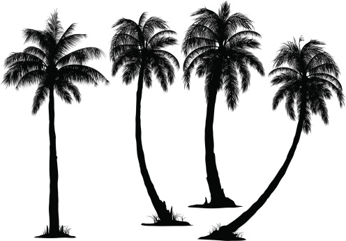496x346 Coconut Tree Vector Id166007705 Tattoo Inspirations