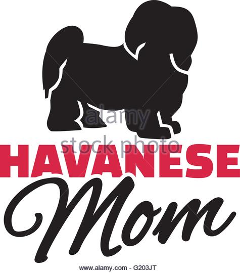 475x540 Havanese Puppy Stock Vector Images