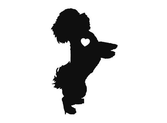 570x420 Havanese Vinyl Sticker