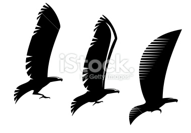 380x266 Grey Ink Hawk Tattoos Designs