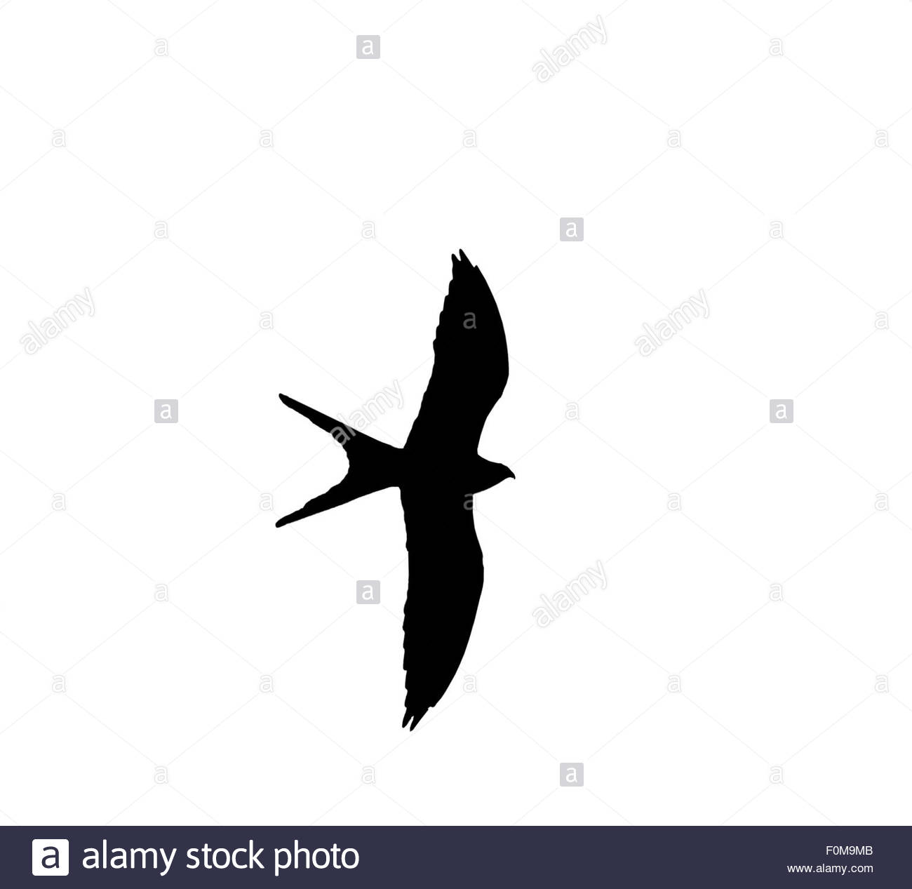 1300x1267 White Tailed Black And White Stock Photos Amp Images