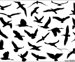 240x200 Image Of Black Flying Bird Silhouette Tattoo Clipart