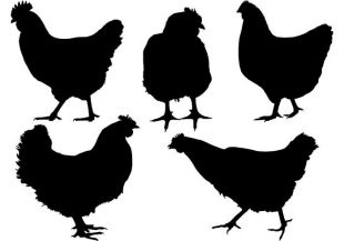 310x217 Hen With Three Chicken Free Vectors Ui Download
