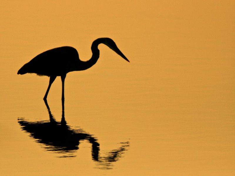 800x599 Great Blue Heron Silhouette