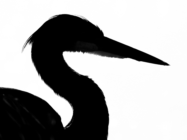 750x562 Heron Head Clipart
