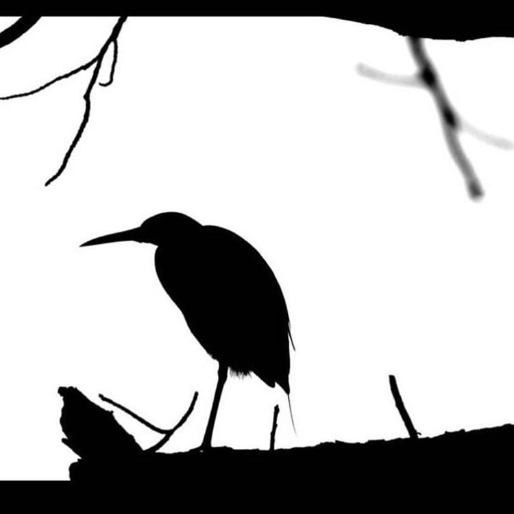 750x750 Silhouette #blackandwhite