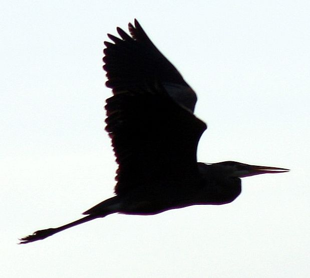 619x555 Heron Silhouettes Clipart