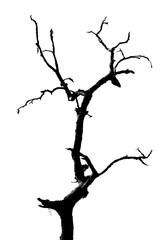 160x240 Search Photos Oak Tree Silhouette