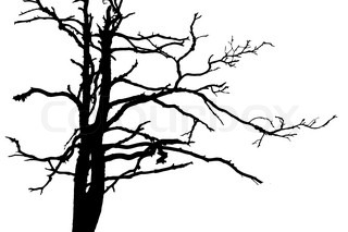 320x213 Silhouette Green Oak On White Background Stock Photo Colourbox