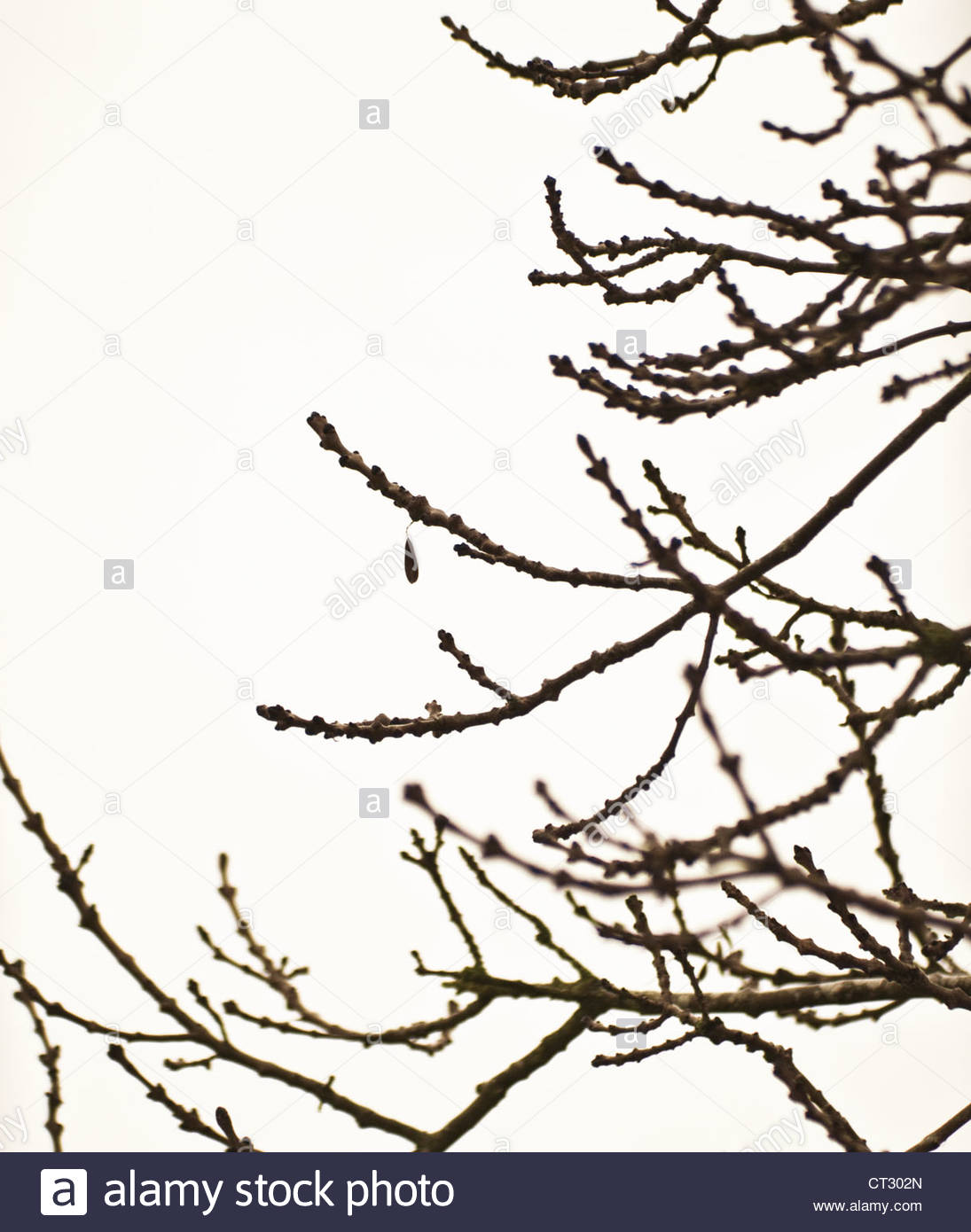 1095x1390 Single Black Tree Silhouette Isolated Stock Photos Amp Single Black