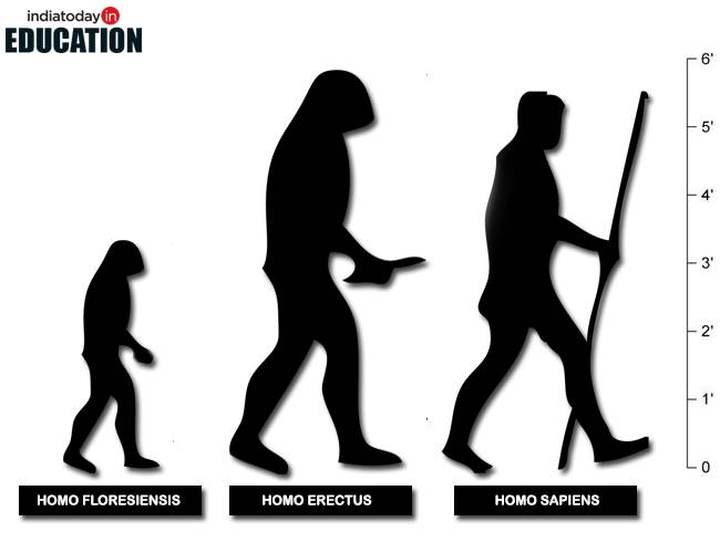650x500 Meet Homo Floresiensis The Hobbit Version Of Homo Sapiens
