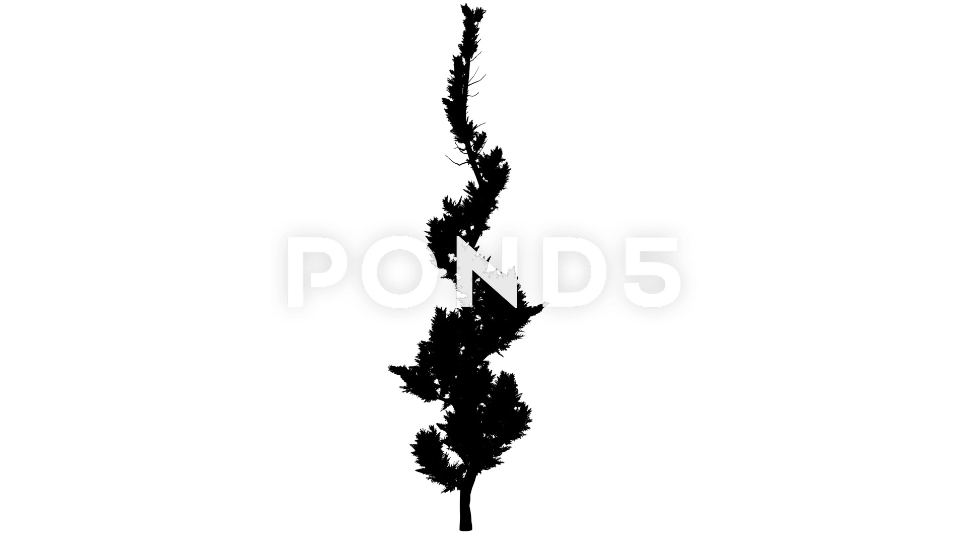 1920x1080 Hollywood Juniper Silhouette Animated Curved Tree Coniferous