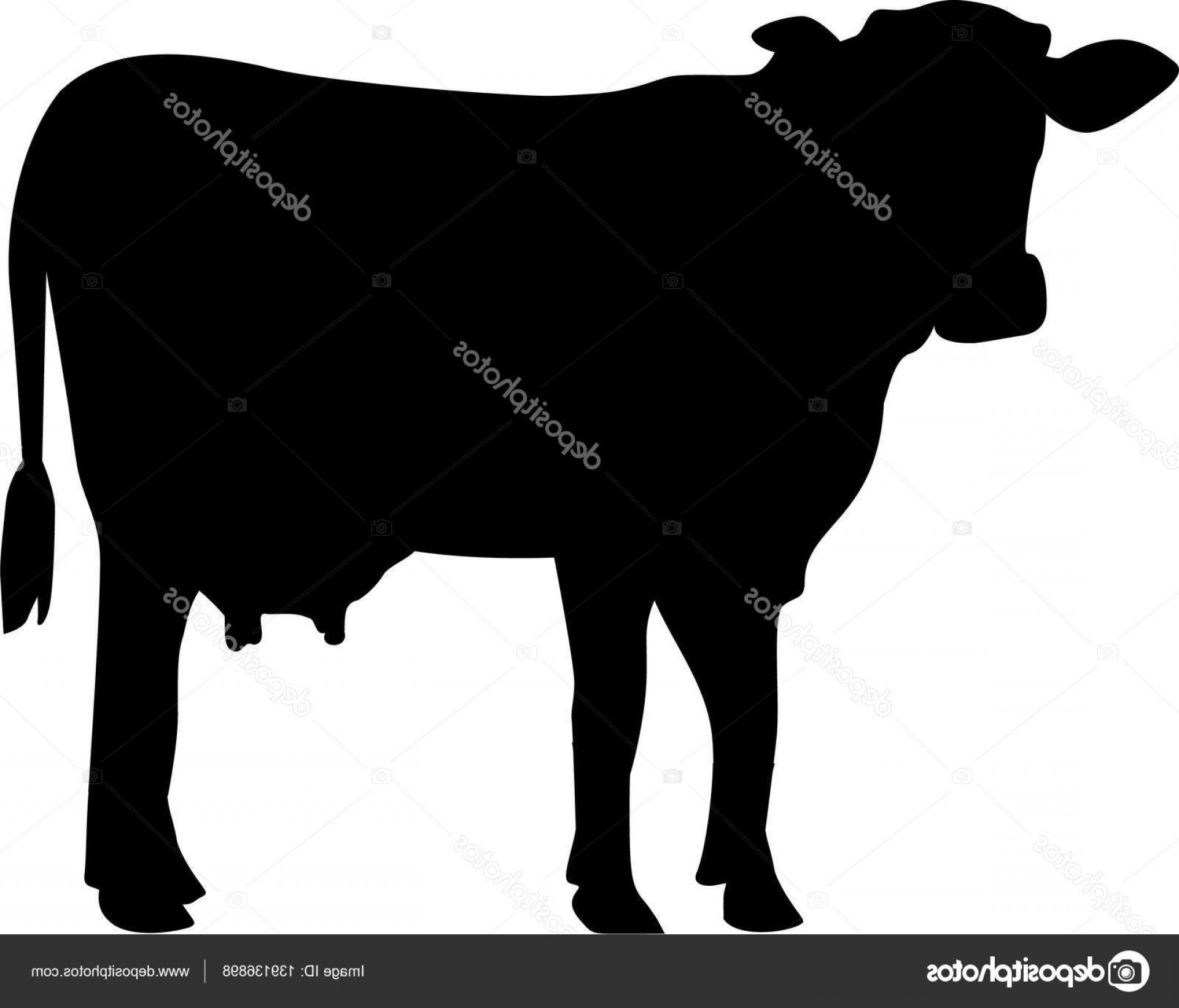 1920x1641 Elegant Stock Illustration Cow Silhouette Vector Lazttweet