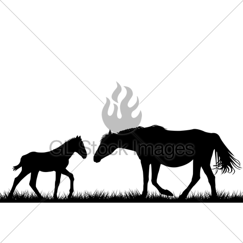 500x500 Silhouettes Of Mare And Her Foal Gl Stock Images