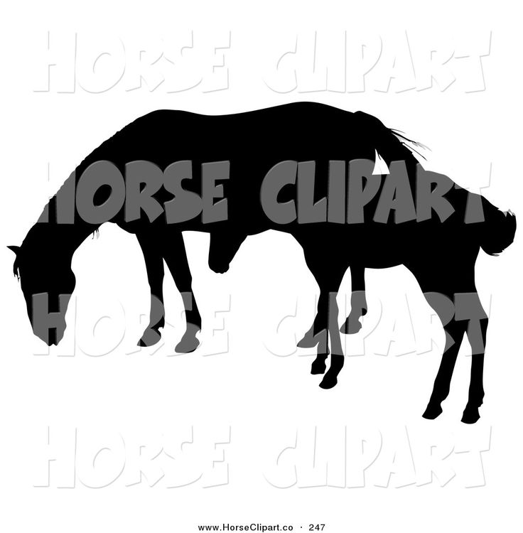 736x750 38 Best Horses Images On Horses, Horse And Horse