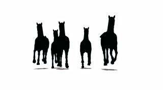 320x180 Herd Of Horses Runs And Runs By, The Front View, Black Silhouette