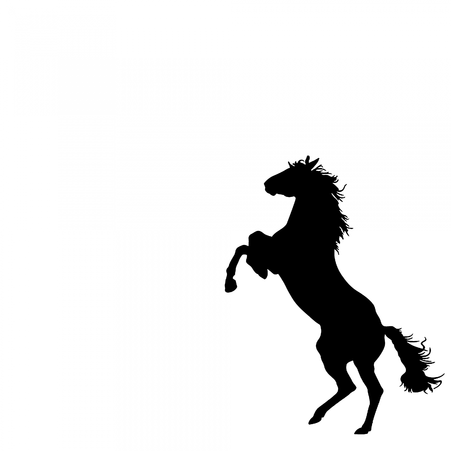 1920x1920 Rearing Horse Free Stock Photo