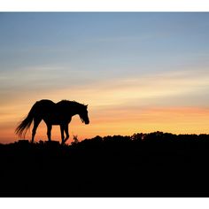 236x236 This Striking Mural Brings The Beauty Of The Sunset To Your Walls