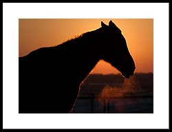 250x192 Horse Silhouette Winter Sunset Photograph By Toni Thomas