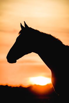 236x353 29 Beautiful Examples Of Silhouette Photography Silhouette