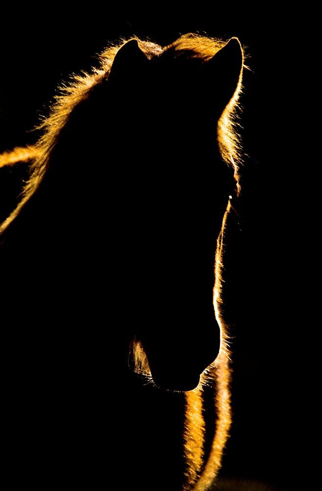 657x1000 Sunset Horse Silhouette Canada By Mark Duffy Up 2 Close