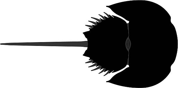 612x303 Crab Clipart Black Silhouette