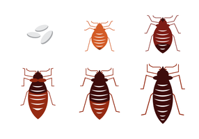 286x200 Bed Bug Free Vector Art