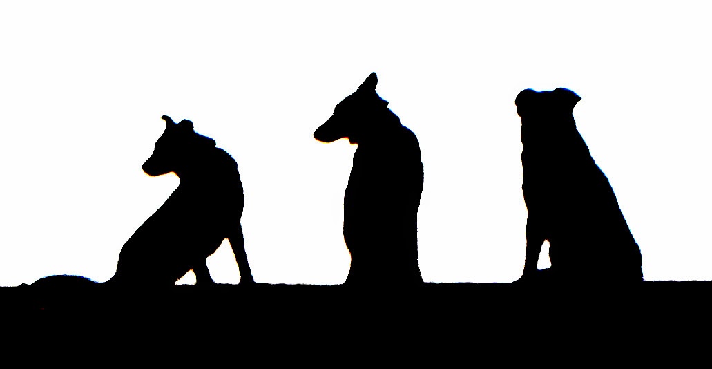 1031x534 Skijor Oxforddogs Guest Post Review Howling Dog Alaska Second