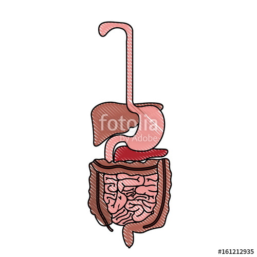 500x500 Color Crayon Realistic Silhouette Human Digestive System Vector