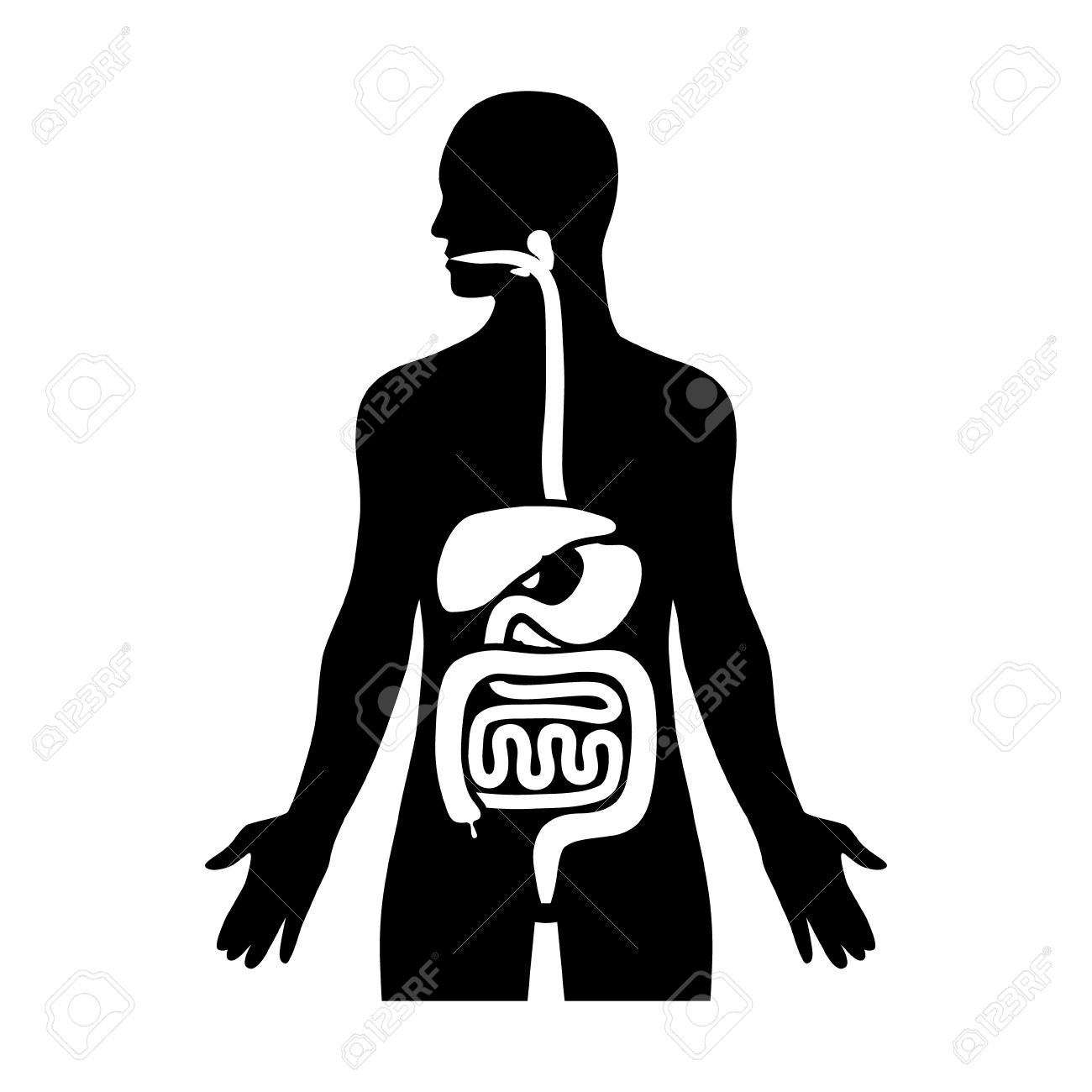 1300x1300 Digestive System Diagram Silhouette Human Biological Digestive