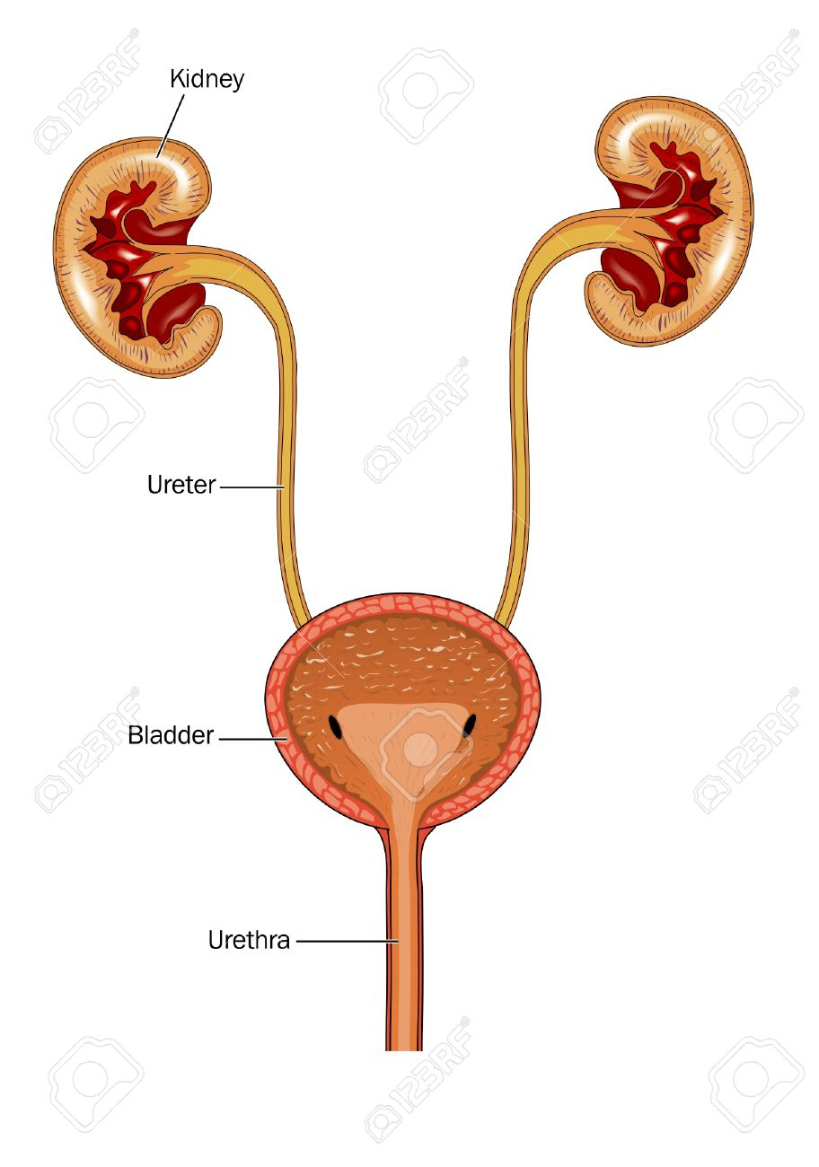 912x1300 Clipart Human Body Kidneys And Bladder Bladder And Kidney