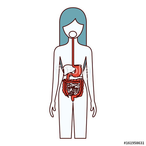 500x500 Color Sections Silhouette Of Female Person With Digestive System