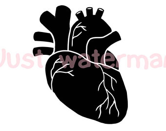 340x270 Human Heart Svg Etsy