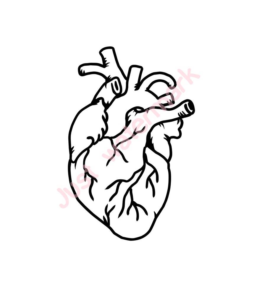 896x1024 Human Heart Line Drawing