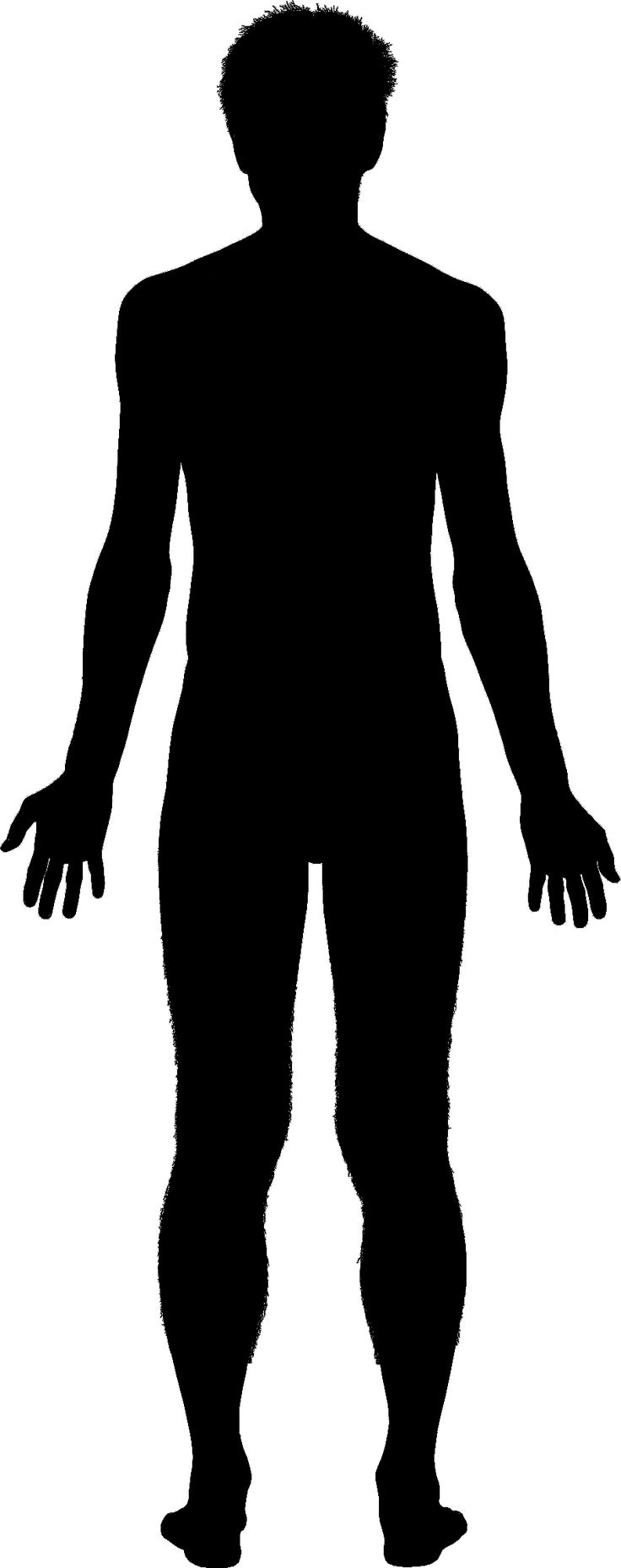 736x1857 Free Clipart Human Outline