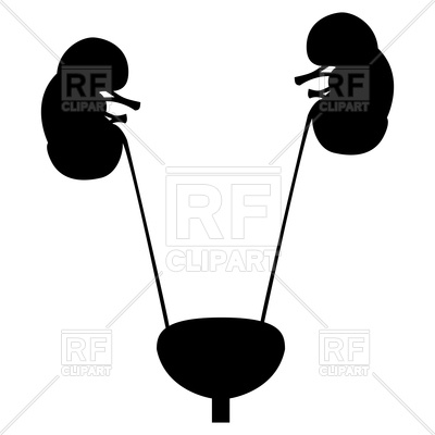 400x400 Bladder And Kidney Silhouette