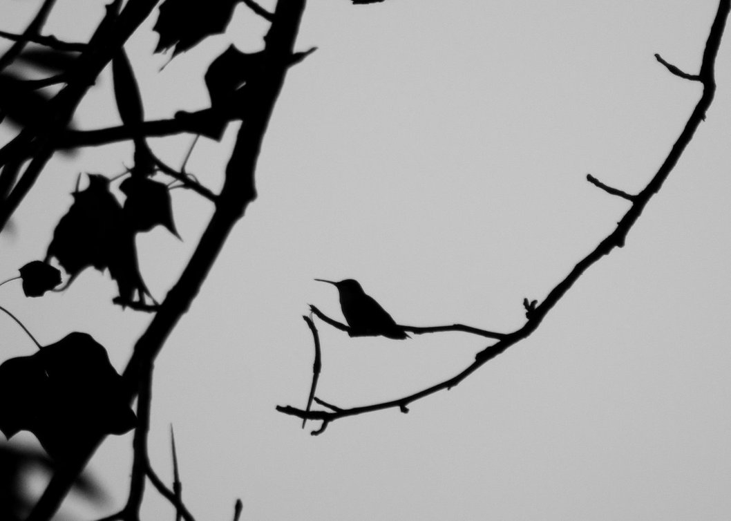 1058x754 Hummingbird Silhouette By Flowersteph