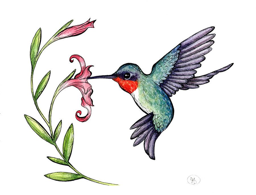 900x687 Hummingbird Clipart