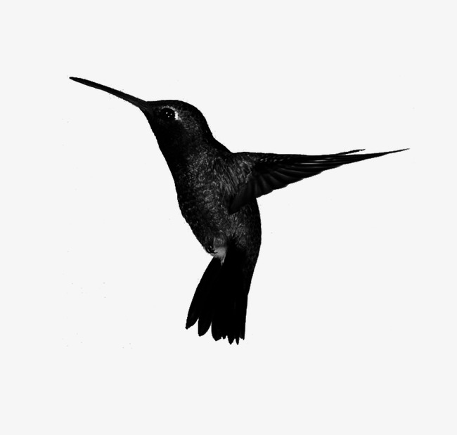 650x619 Animal,hand Painted Black And White,hummingbird, Animal