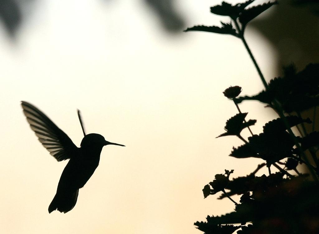 1024x751 Hummingbird Silhouette Hummingbird Silhouette Tattoo Designs