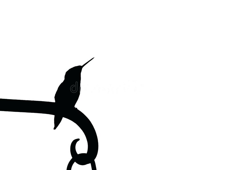 800x595 Hummingbird Silhouette