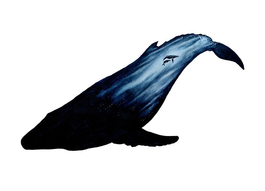 900x650 Humpback Whale Mother And Child Silhouette Art Boards By