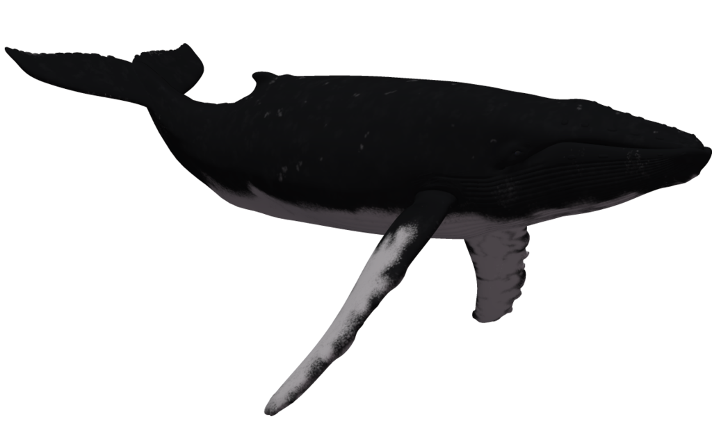 1024x639 Humpback Whale 02 By Wolverine041269