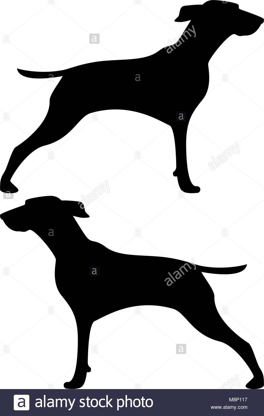 883x1390 Beagle Silhouette Stock Photos Amp Beagle Silhouette Stock Images