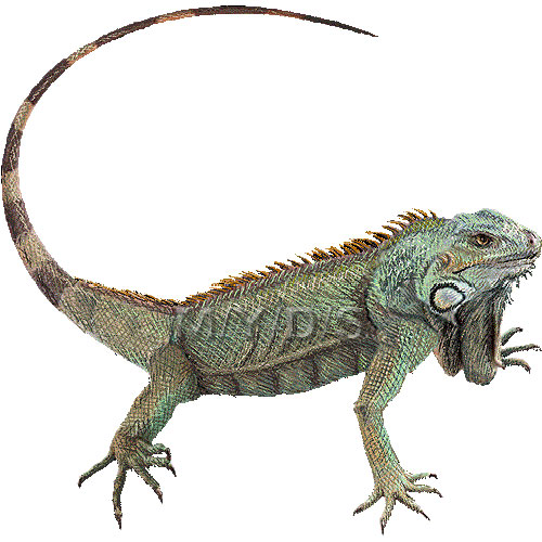 500x500 Top 88 Iguana Clipart